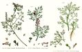 Fumitory 